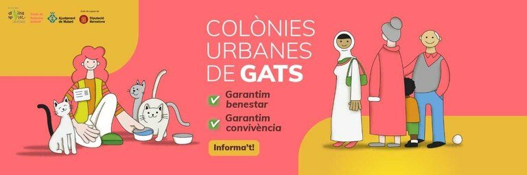 Colònies urbanes de gats