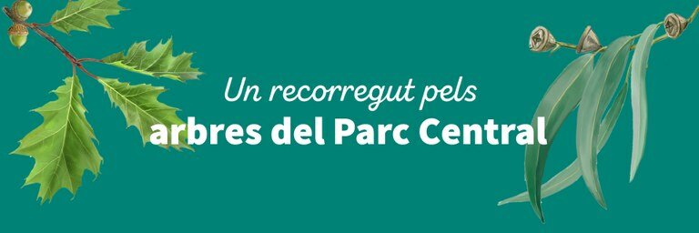 Un recorregut pels arbres del Parc Central